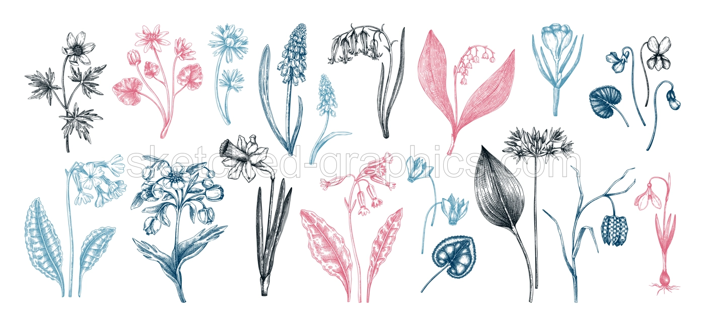 Botanical collection of garden floral plants. Cowslip, bluebell, grape hyacinth, hellebore, fritillary, violet sketches isolated on white background. Vector illustrations of woodland wildflowers Illustration